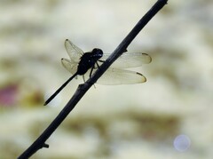 Erythemis