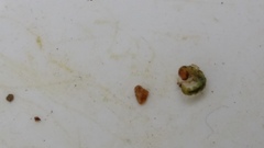 Hydrobiosidae