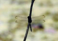 Erythemis