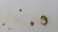 Hydrobiosidae