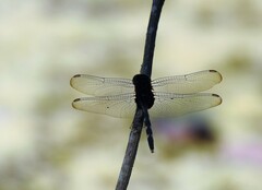 Erythemis