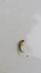 Hydrobiosidae