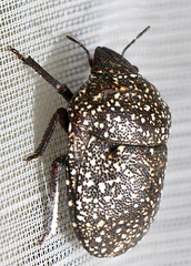 Psacasta exanthematica