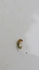 Hydrobiosidae