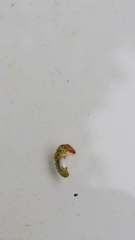 Hydrobiosidae