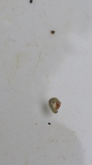 Hydrobiosidae