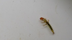 Hydrobiosidae