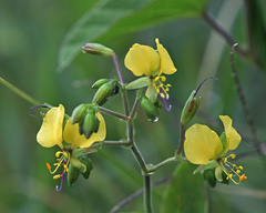 Aneilema aequinoctiale