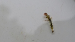 Hydrobiosidae