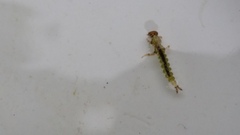 Hydrobiosidae