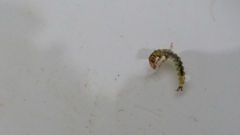 Hydrobiosidae