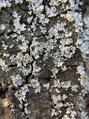 Fungi