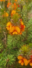 Pultenaea humilis