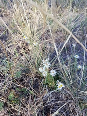 Symphyotrichum porteri