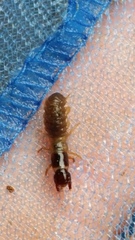 Archichauliodes diversus