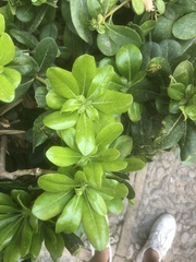Pittosporum tobira