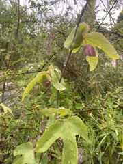 Passiflora tucumanensis