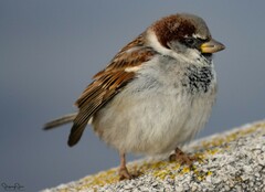 Passer domesticus