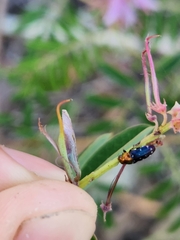 Diphucrania