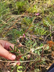 Indigofera pratensis