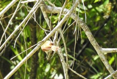 Certhiaxis cinnamomeus