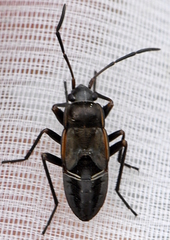 Rhyparochromus