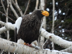 Haliaeetus pelagicus