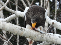 Haliaeetus pelagicus