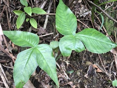 Arisaema ringens