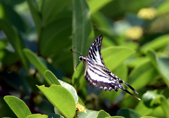 Graphium nomius