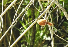 Certhiaxis cinnamomeus