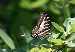Graphium nomius