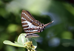 Graphium nomius
