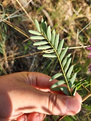 Indigofera pratensis