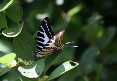 Graphium nomius