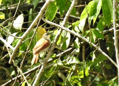 Certhiaxis cinnamomeus