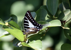 Graphium nomius