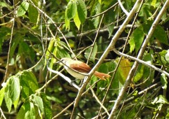 Certhiaxis cinnamomeus