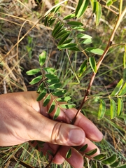 Indigofera pratensis
