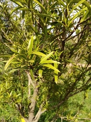 Podocarpus elatus