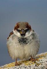 Passer domesticus