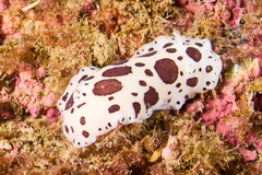 Peltodoris atromaculata