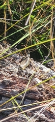 Liopholis whitii