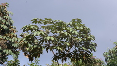 Schefflera