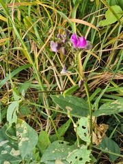 Phaseolus vulgaris