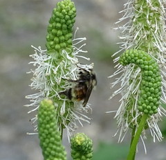 Bombus bifarius