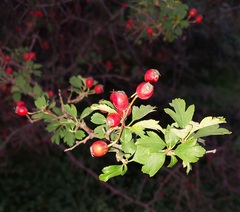 Crataegus monogyna
