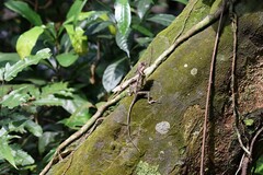 Acanthosaura lepidogaster