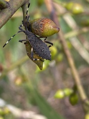 Gelonus tasmanicus