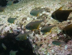 Pempheris affinis